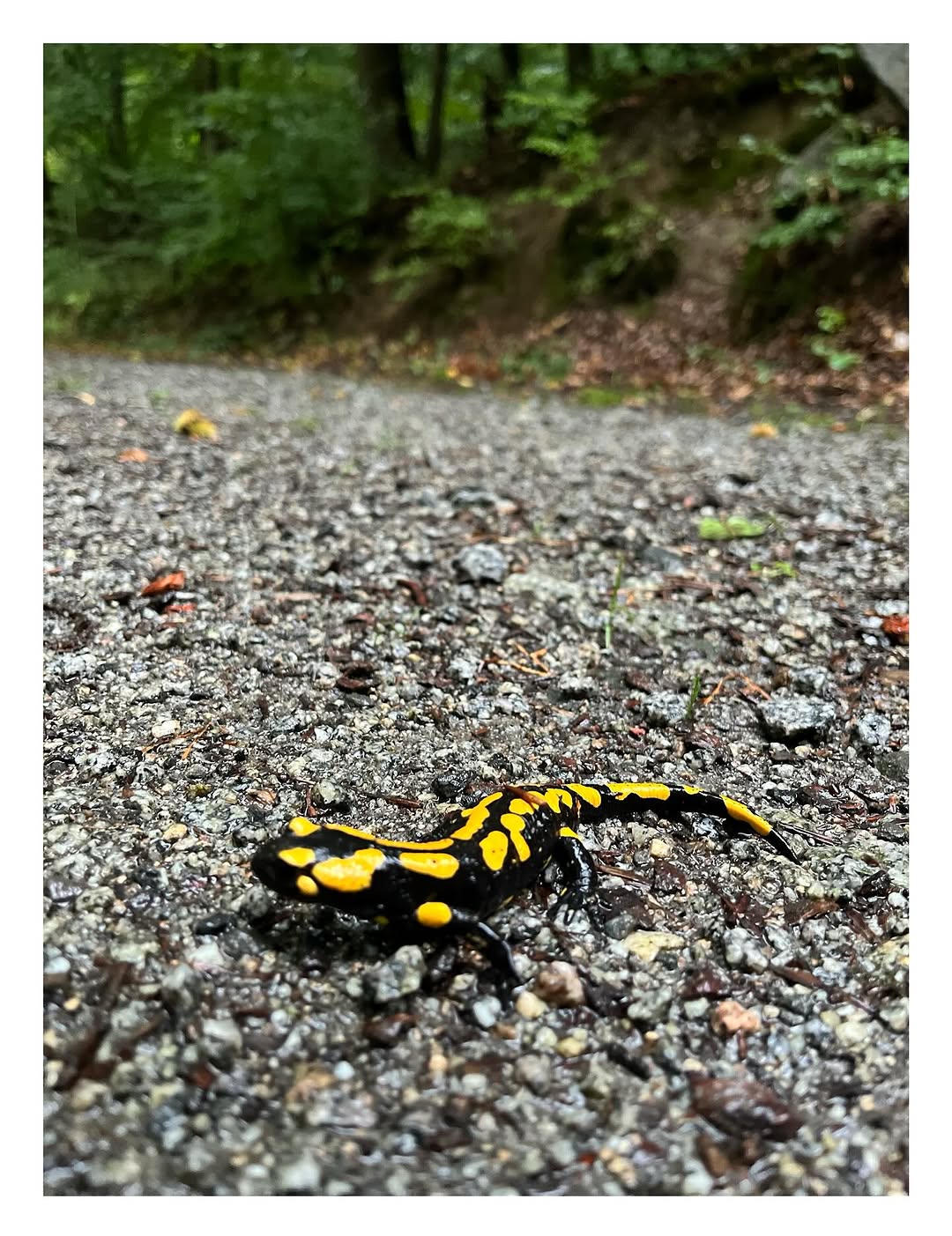 Salamander auf einem Waldweg